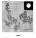 Fig. 03 - Manganese oxide based materials as ion intercalation hosts in lithium batteries