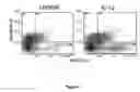Fig. 14 - Uses of IL-12 in hematopoiesis