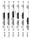 Fig. 04 - Cell specific replication-competent viral vectors comprising a self processing peptide cleavage site