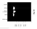 Fig. 05 - Cell specific replication-competent viral vectors comprising a self processing peptide cleavage site