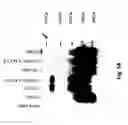 Fig. 08 - Cell specific replication-competent viral vectors comprising a self processing peptide cleavage site