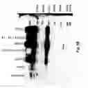Fig. 09 - Cell specific replication-competent viral vectors comprising a self processing peptide cleavage site
