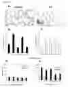 Fig. 07 - Adipocytes and uses thereof