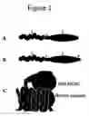 Fig. 02 - Control of gene expression using a complex of an oligonucleotide and a regulatory peptide