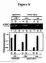 Fig. 08 - Control of gene expression using a complex of an oligonucleotide and a regulatory peptide