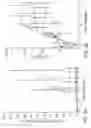 Fig. 04 - Identification, production and use of staphylokinase derivatives with reduced immunogenicity and/or reduced clearance