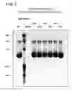 Fig. 05 - Binding constructs and methods for use thereof