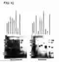 Fig. 17 - Binding constructs and methods for use thereof