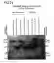 Fig. 26 - Binding constructs and methods for use thereof