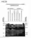 Fig. 27 - Binding constructs and methods for use thereof