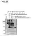 Fig. 40 - Binding constructs and methods for use thereof