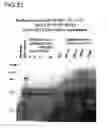 Fig. 56 - Binding constructs and methods for use thereof