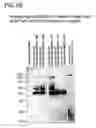 Fig. 70 - Binding constructs and methods for use thereof