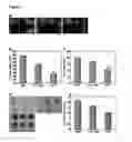 Fig. 04 - Angiogenesis inhibiting molecules, their selection, production and their use in the treatment of cancer