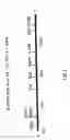 Fig. 07 - Chimeric immunogens