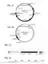 Fig. 02 - Isolation and characterization of the operon (ETEC-CS4 pili) and methods of using same