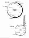 Fig. 03 - Isolation and characterization of the operon (ETEC-CS4 pili) and methods of using same