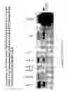 Fig. 03 - Compositions and methods for bacterial immunity and secretion of proteins