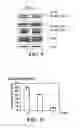 Fig. 06 - Compositions and methods for prostate and kidney health and disorders, an herbal preparation