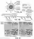 Fig. 03 - Bioconjugated nanostructures, methods of fabrication thereof, and methods of use thereof