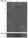 Fig. 05 - Bioconjugated nanostructures, methods of fabrication thereof, and methods of use thereof