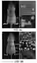 Fig. 08 - Bioconjugated nanostructures, methods of fabrication thereof, and methods of use thereof