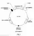 Fig. 02 - Neisseria spp. polypeptide, nucleic acid sequence and uses thereof