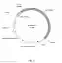 Fig. 02 - Recombinant DNA vector, recombinant bio-luminescent bacterium and method for detecting bio-inhibitory substances using same