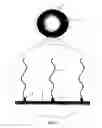 Fig. 02 - Apparatus and methods for fluorescent detection of nucleic acids