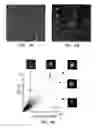 Fig. 09 - Affinity labeling of enzymes for detection of enzyme activity level in living cells