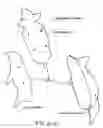 Fig. 41 - Apparatus and methods for the volumetric and dimensional measurement of livestock