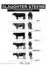 Fig. 79 - Apparatus and methods for the volumetric and dimensional measurement of livestock
