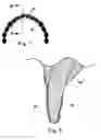 Fig. 04 - Emulsion composition for delivery of bleaching agents to teeth