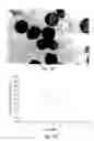 Fig. 76 - Compositions and methods for treating or preventing diseases of body passageways