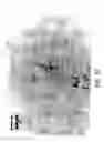 Fig. 77 - Compositions and methods for treating or preventing diseases of body passageways