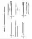 Fig. 13 - RNA interference mediated inhibition of alpha-1 antitrypsin (AAT) gene expression using short interfering nucleic acid (siNA)