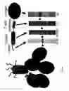 Fig. 07 - Methods and compositions for generating an immune response