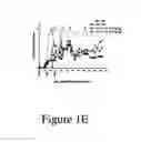 Fig. 06 - IL-23p40 specific antibody