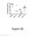 Fig. 08 - IL-23p40 specific antibody