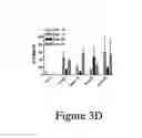 Fig. 12 - IL-23p40 specific antibody