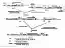 Fig. 01 - Process for obtaining transgenic plants which have improved capacity for the uptake of nutrients and tolerance to toxic compounds which are present in the soil