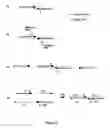Fig. 04 - Real-time nucleic acid detection processes and compositions