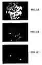 Fig. 02 - Methods and compositions for chromosome-specific staining