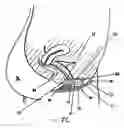Fig. 08 - Bodily exudate capturing article