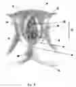 Fig. 09 - Bodily exudate capturing article