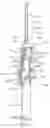 Fig. 01 - Methods and apparatus for endovascularly replacing a heart valve