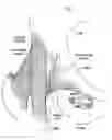 Fig. 02 - One piece snap fit acetabular cup