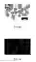 Fig. 05 - Method for generating non-human mammalian chimeric embryo