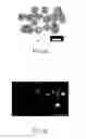 Fig. 06 - Method for generating non-human mammalian chimeric embryo