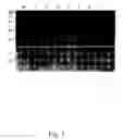 Fig. 06 - Isolated nucleic acids encoding xanthomonan polypeptides and uses thereof